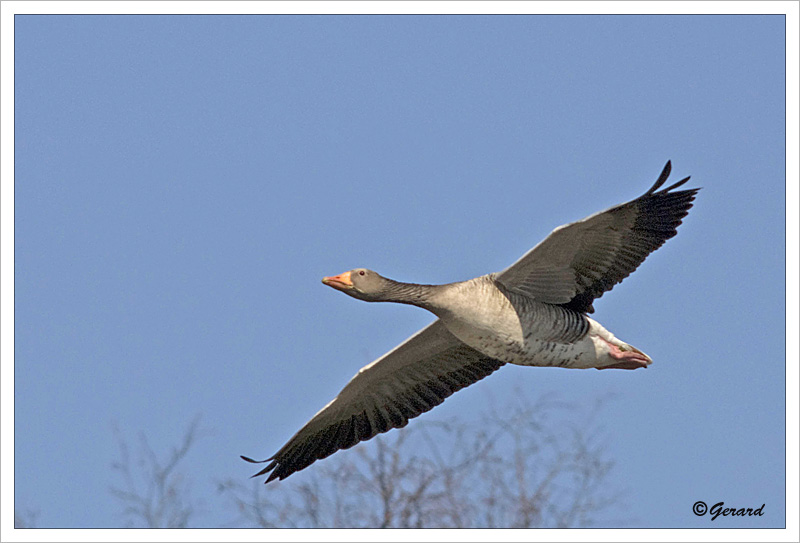 sized_Grauwe gans_20090321_031.jpg